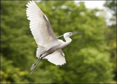 Cet oiseau en livrée entièrement blanche et bec noir est une aigrette. Laquelle ?
