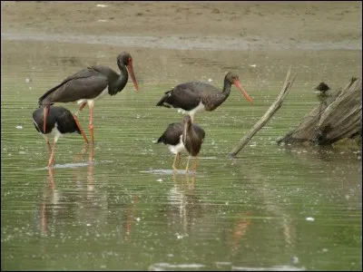 Ce sont des cigognes noires.