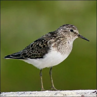 Le bécasseau est un oiseau limicole.