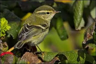 Qu'est-ce qui est grand chez le pouillot ?