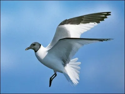 Quelle est cette mouette dont on voit ici le plumage nuptial ?