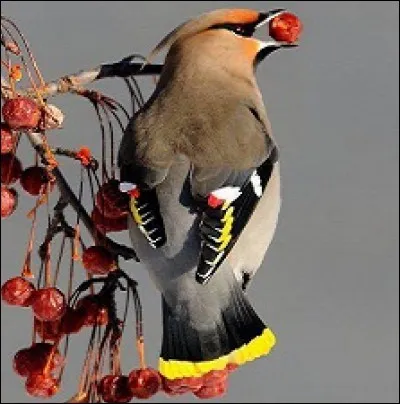 Voilà bien un magnifique oiseau bien peu présent en France et protégé.