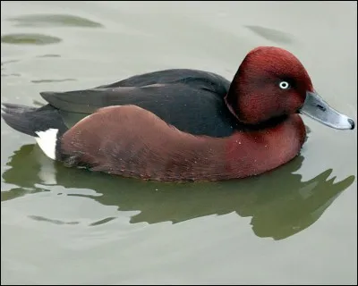 Il fut en voie de raréfaction mais la situation s'améliore. Quel est cet anatidé ?
