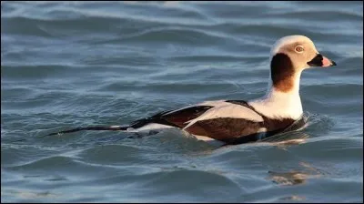 Voilà un splendide canard plongeur. Quel nom porte-t-il ?