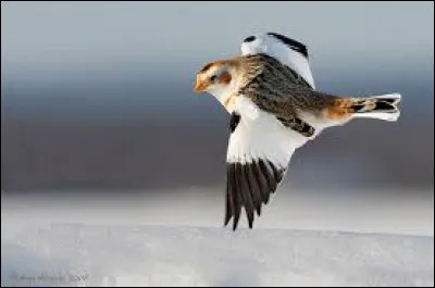 Il hiverne régulièrement en France et pourrait nous ravir de son chant mélodieux pourvu que l'on puisse le rencontrer.