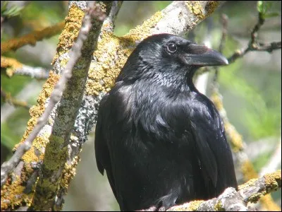 Identifie cet oiseau.