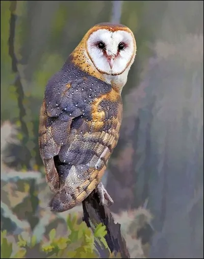 Identifie cet oiseau.