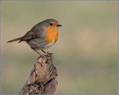 Quel est cet oiseau ?