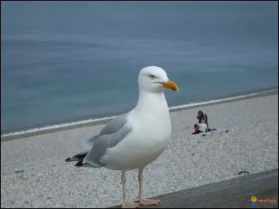 Quel est cet oiseau ?