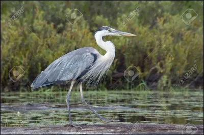 Quel est cet oiseau ?
