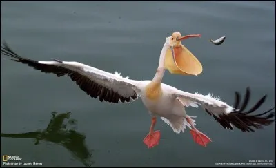 Quel est cet oiseau ?