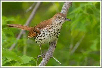 Si je vous dis : « Poil de carotte », vous répondez :