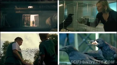 Dans "Peur noire", quels oiseaux deviennent carnivores ?