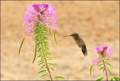Cet oiseau peut voler sur place pour puiser le pollen d'une fleur. Quel est son nom ?