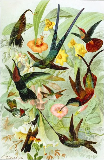 Quelle particularité unique au monde possède l'oiseau-mouche ?
