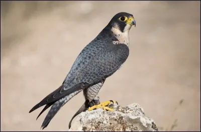 Cet oiseau est le plus rapide au monde. Quel est son nom ?