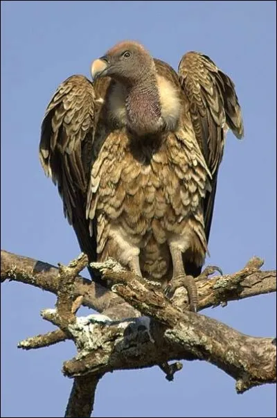 Ce rapace peut voler jusqu'à plus de 10 000 mètres d'altitude. C'est un...
