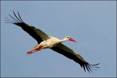 Quel type de vol demande une dépense d'énergie minime ?