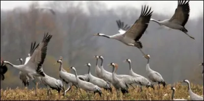 Ces oiseaux migrateurs planent et économisent leur énergie pendant leurs longs voyages. Ce sont...