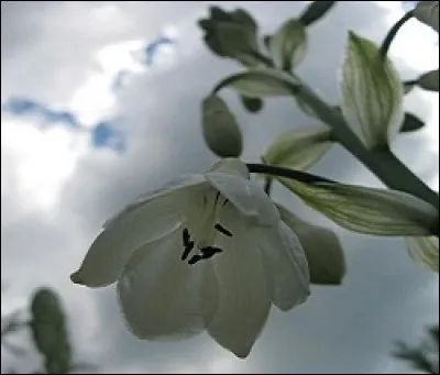 Quelle fleur planterez-vous en février si vous vous en tenez à la seule illustration donnant la réponse ?