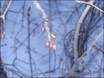 Quel arbuste met des feuilles en février ?