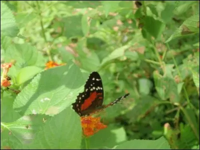 Partie centrale d'un temple grec ou égyptien !