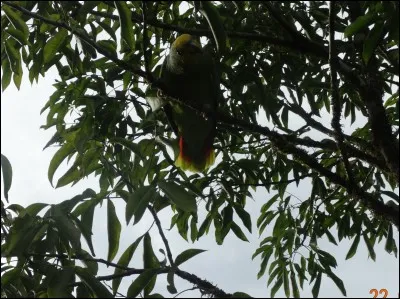 Tissu de couleur jaune chamois !