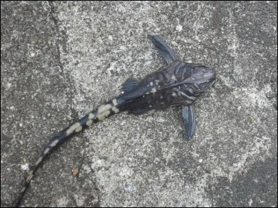 Divinité grecque qui présidait aux fontaines et aux rivières !