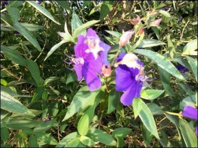 Alcaloïde de l'opium !