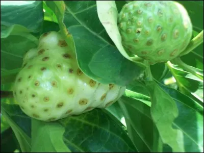 Permis de naviguer, attribué à un bateau en temps de blocus ou de guerre !