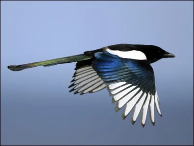 Doublement apte au vol.