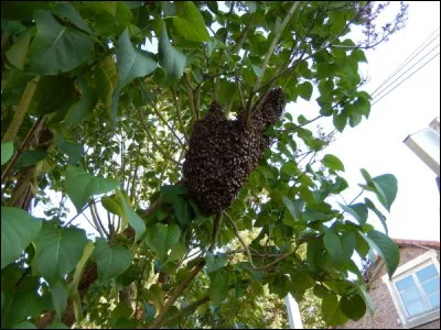 Bande organisée dans le vol.