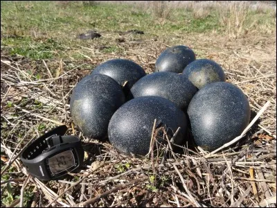 Les Australiens ne l'ont pas reconnu comme auteur d'un vol.
