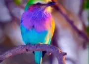 Quiz Les oiseaux en culture générale
