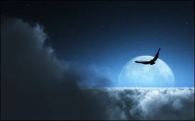 Je suis un oiseau de nuit, c'est-à-dire que...