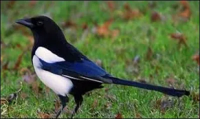 Quelle est la particularité de la pie ?