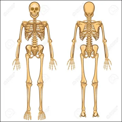 Qu'est-ce qui forme le plexus brachial ?