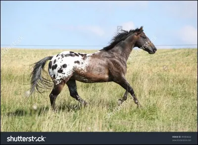 Quelle est cette race de cheval ?