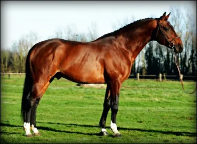 Et pour passer au rang d'expert : quelle est cette race de cheval ?