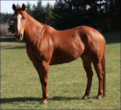 Quelle est cette race de cheval ?