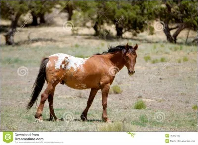 Quelle est cette race de cheval ?