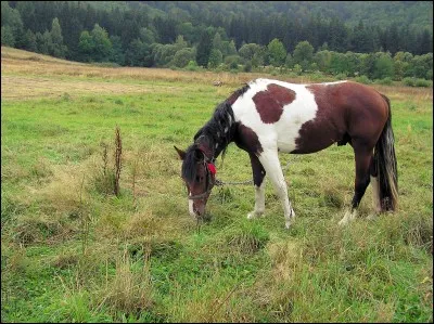 Quelle est cette race de cheval ?