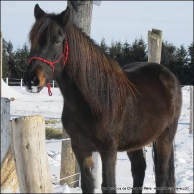 Quelle est cette race de cheval ?