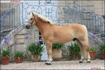 Quelle est cette race de cheval ?