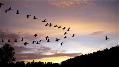 Lorsqu'ils migrent en hiver, les oiseaux vont vers des pays chauds.