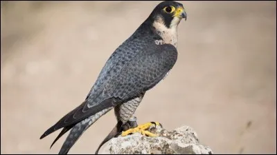 Le faucon pèlerin est l'oiseau le plus rapide en vol.