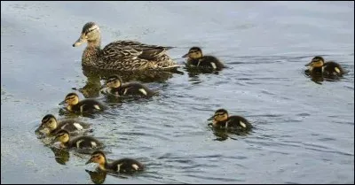 Ces canards sont des nettes rousses.