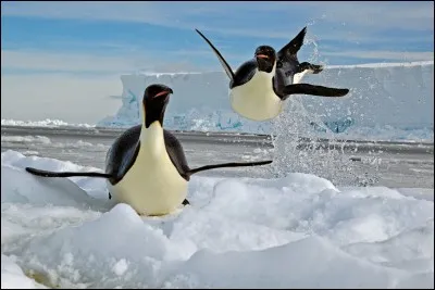 Les pingouins vivent dans l'hémisphère Sud, en Antarctique.