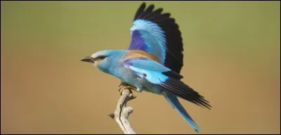 Les oiseaux n'ont pas de dents.