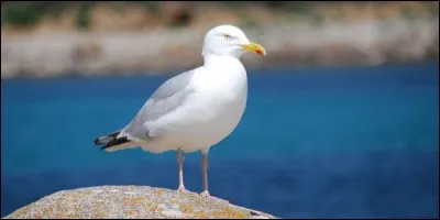 Sur cette photo, nous pouvons voir une mouette.